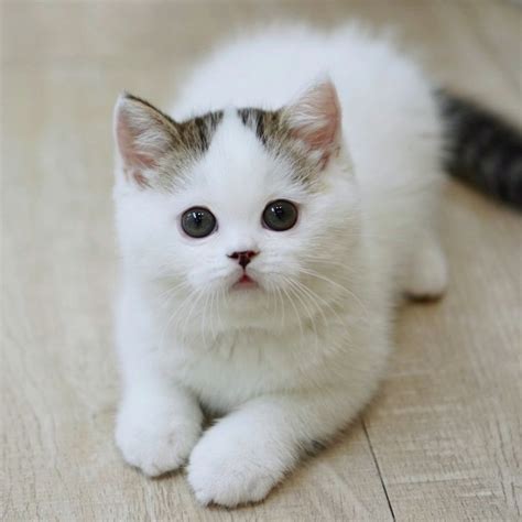 No hk kucing  Kucing Singapura memiliki penampilan khas bulu pendek, mata besar berwarna hijau, merah tua, atau kuning